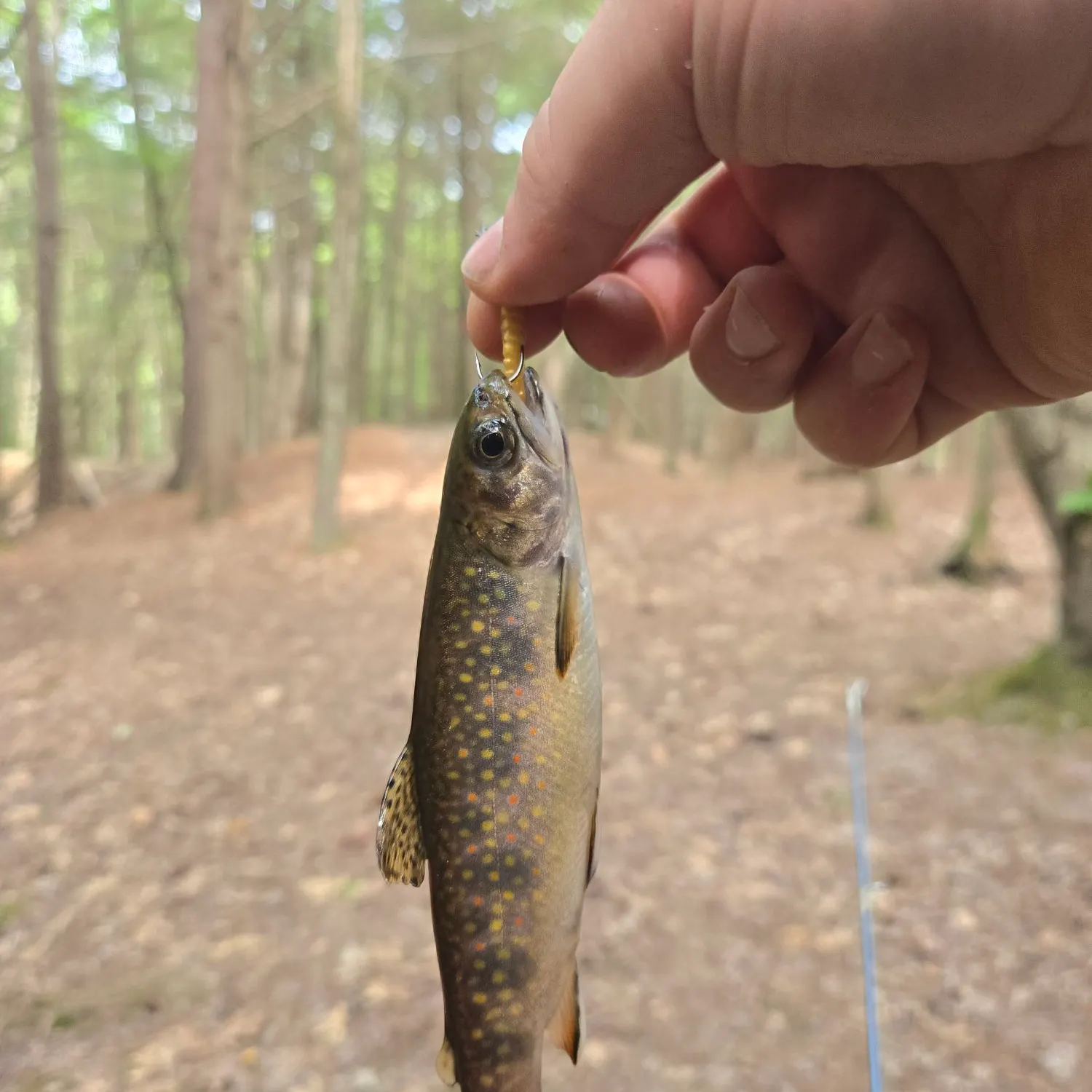 Brook trout caught on Fishbrain