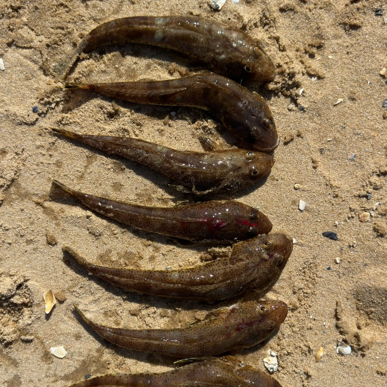 The most recent Fringe-eyed flathead catches on Fishbrain