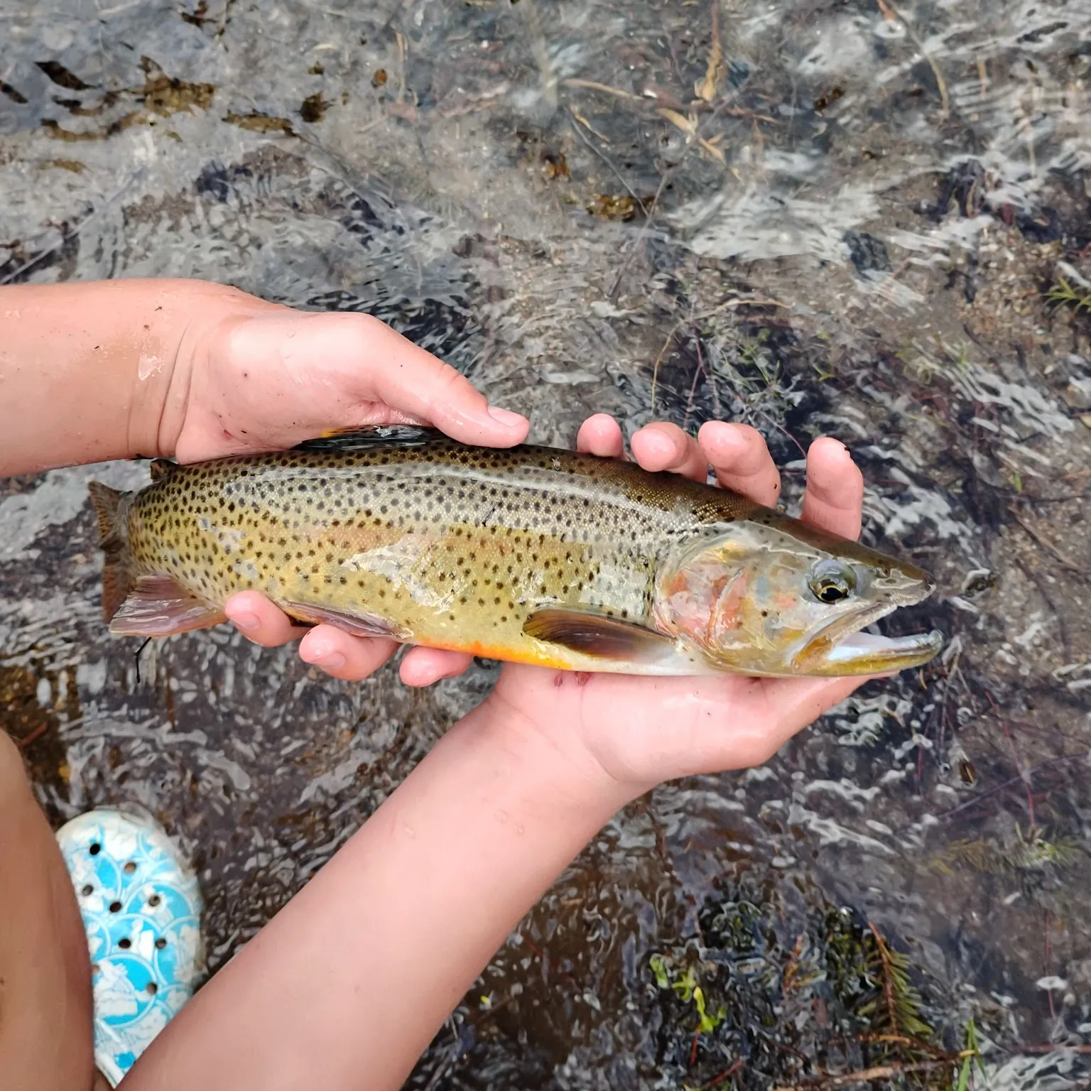 Cutthroat trout caught on Fishbrain