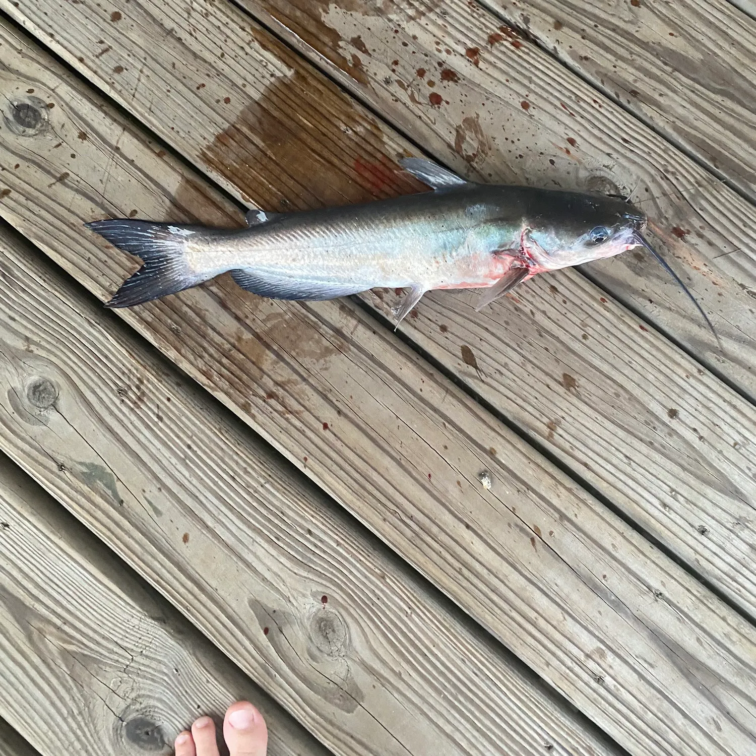 Channel catfish caught on Fishbrain
