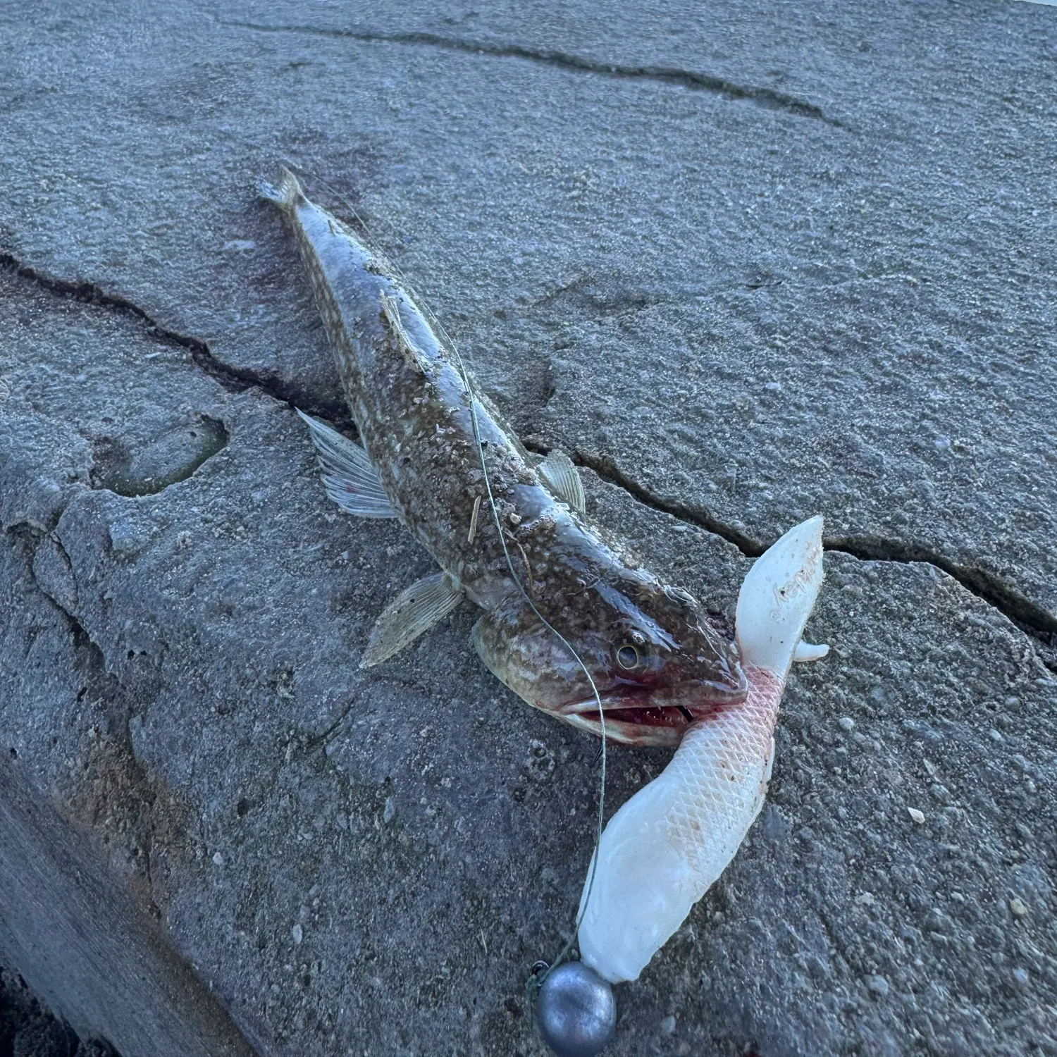 The most recent Inshore lizardfish catches on Fishbrain
