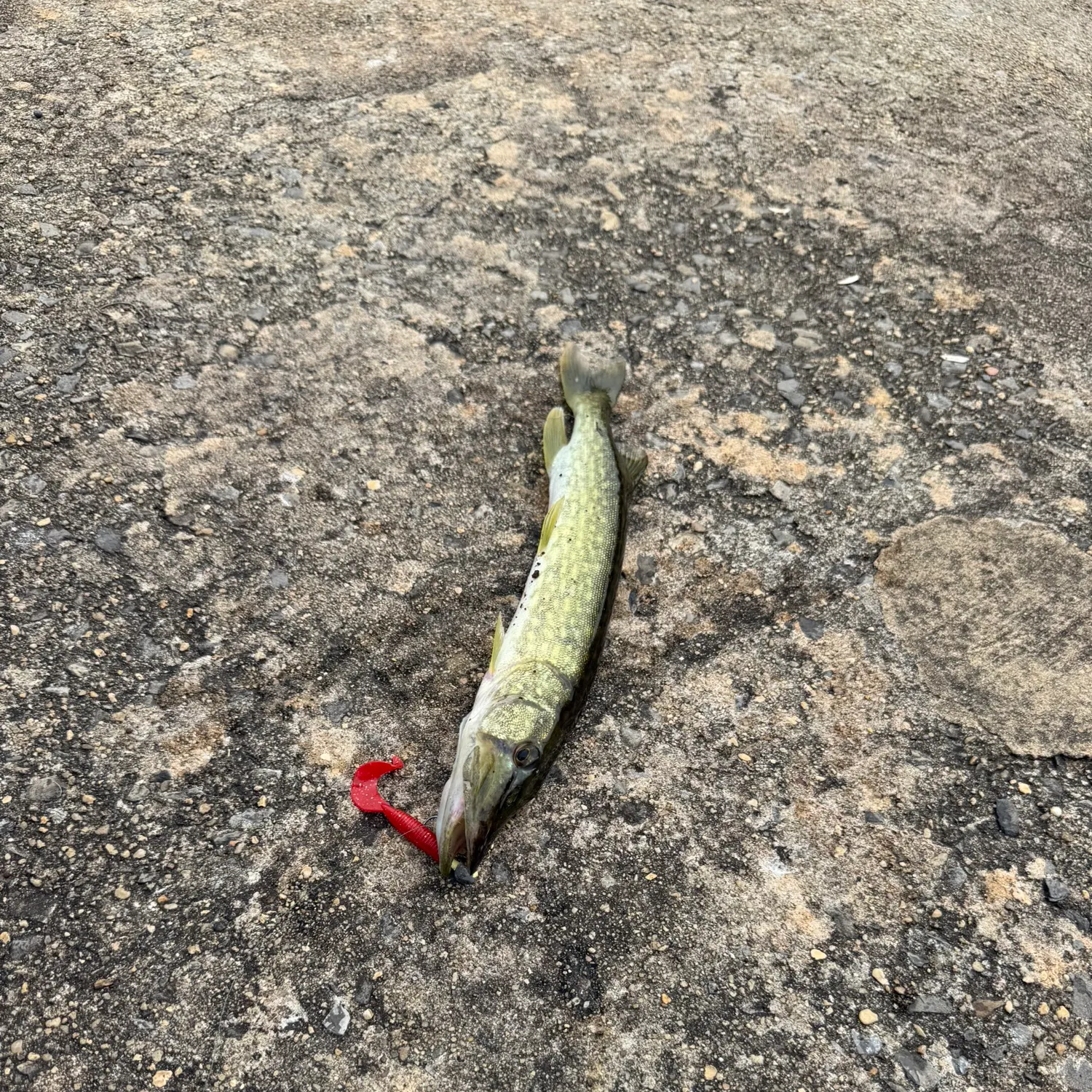 Northern pike caught on Fishbrain