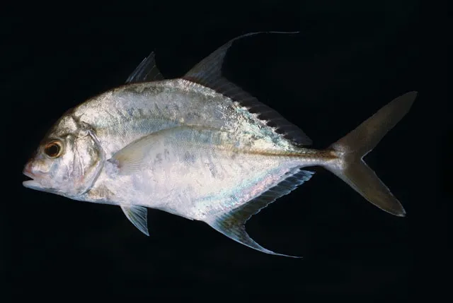 Shadow trevally