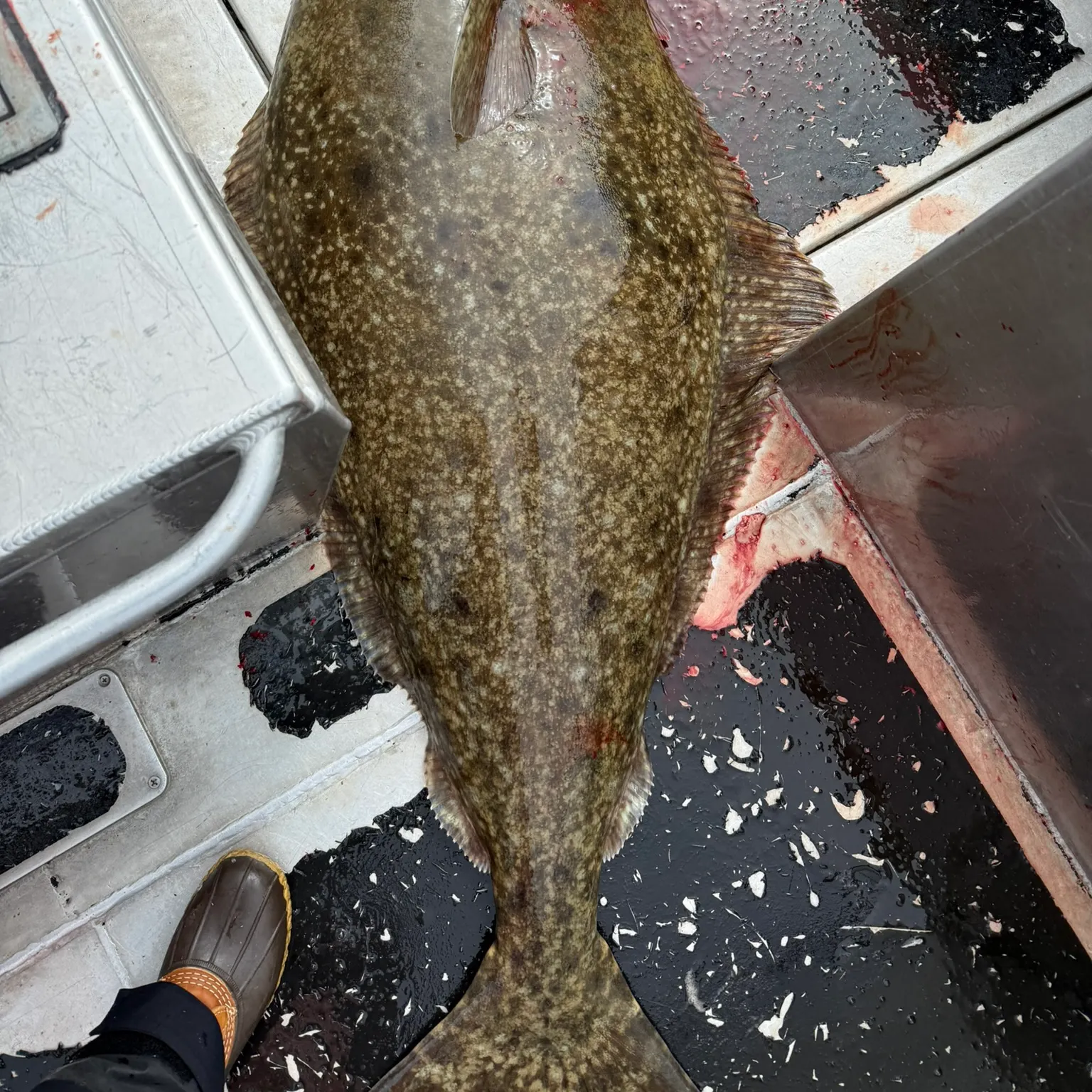 The most recent Pacific halibut catches on Fishbrain