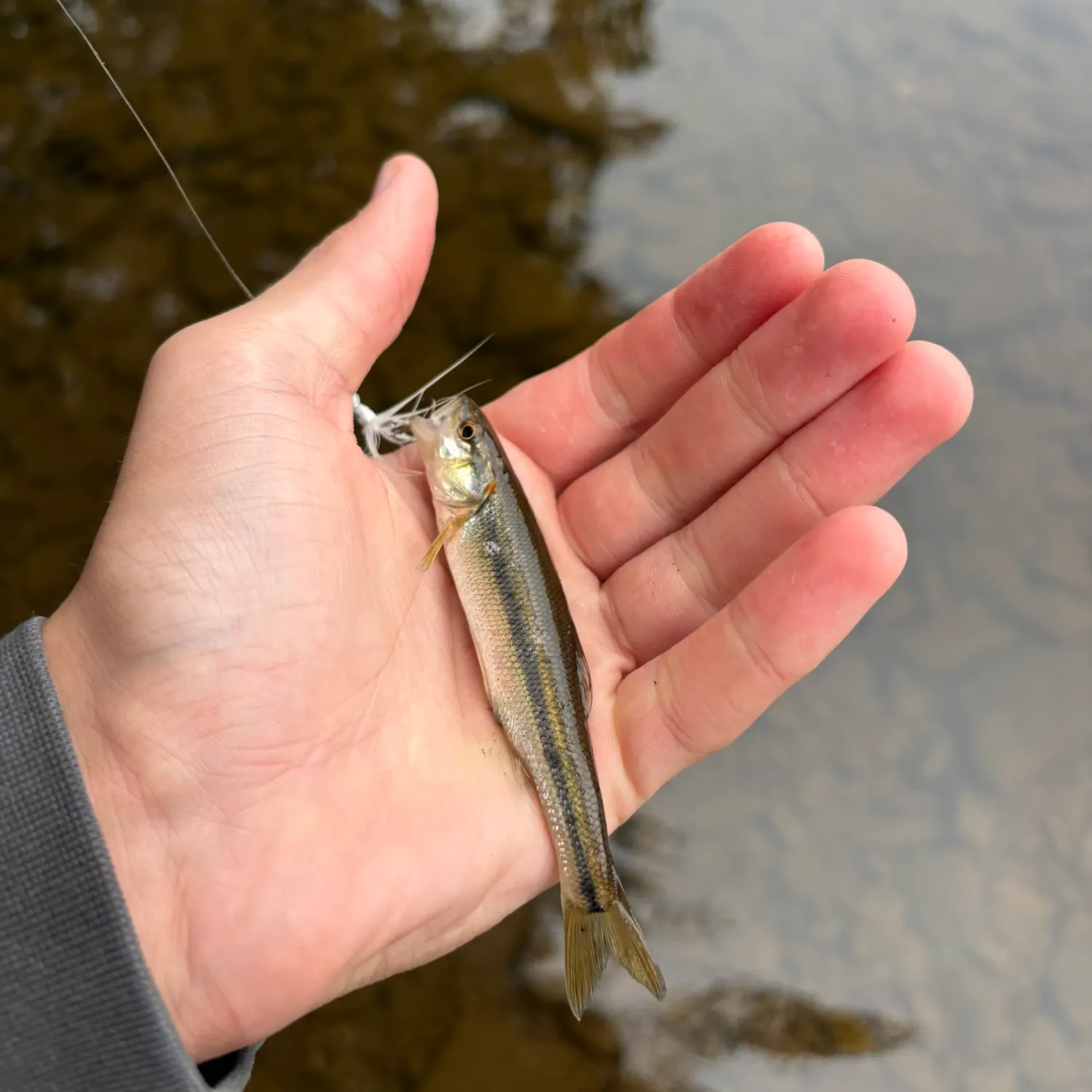 Creek chub caught on Fishbrain