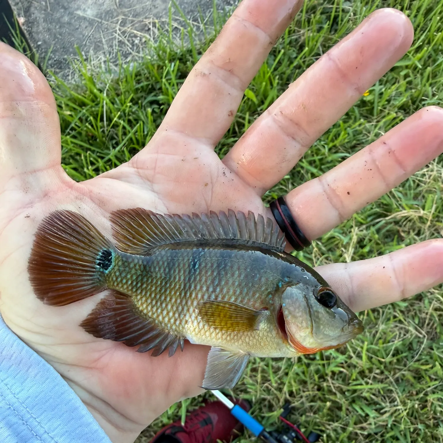 Mayan cichlid caught on Fishbrain