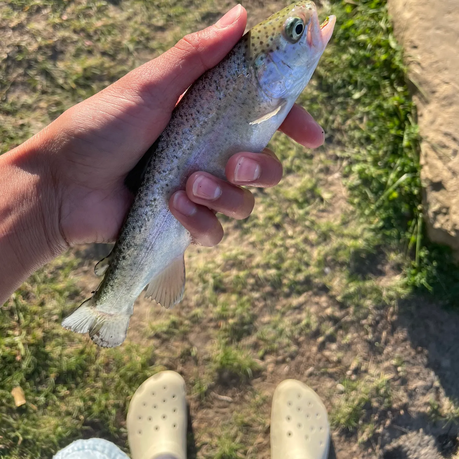 Rainbow trout caught on Fishbrain