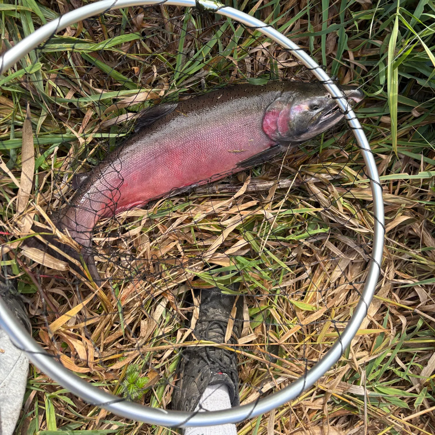 Coho salmon caught on Fishbrain