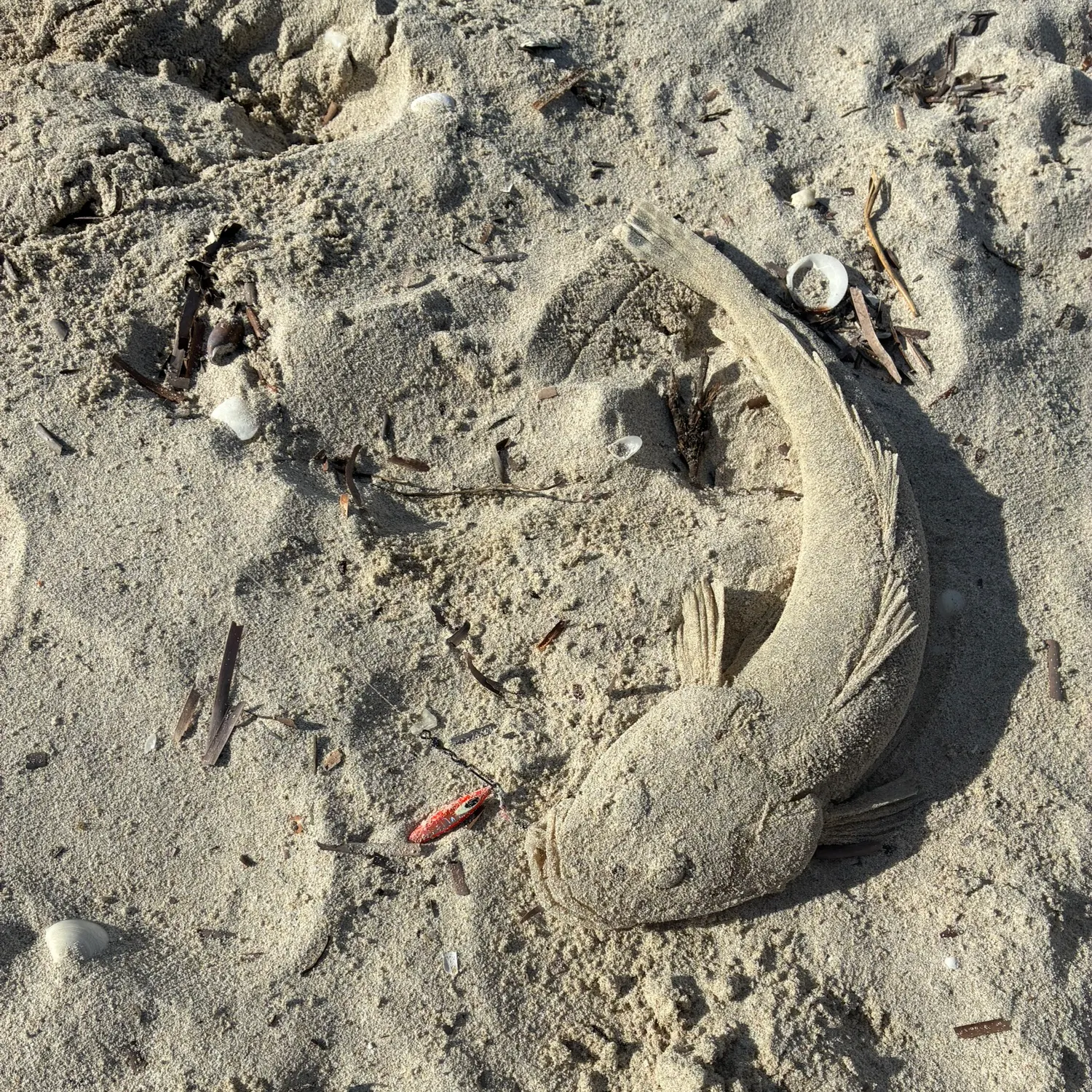 The most recent Sand flathead catches on Fishbrain