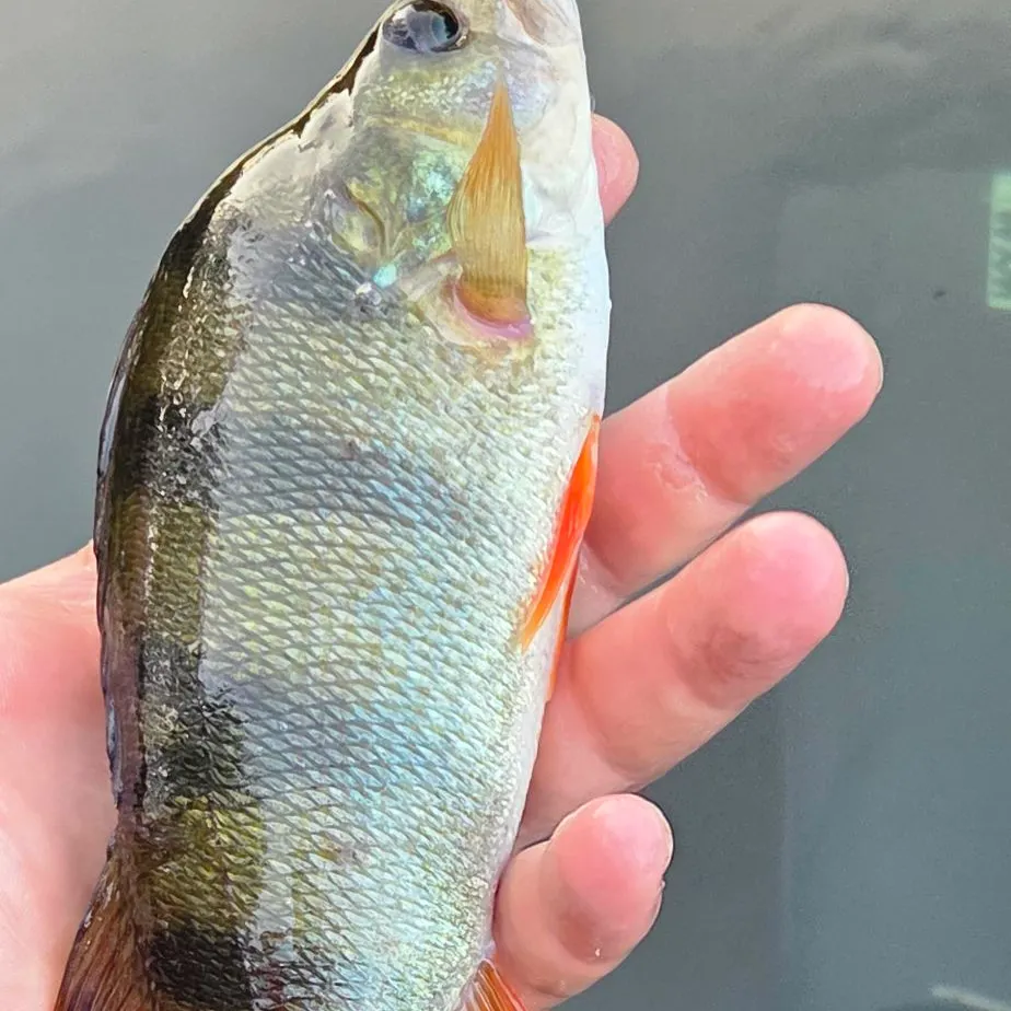 European perch caught on Fishbrain