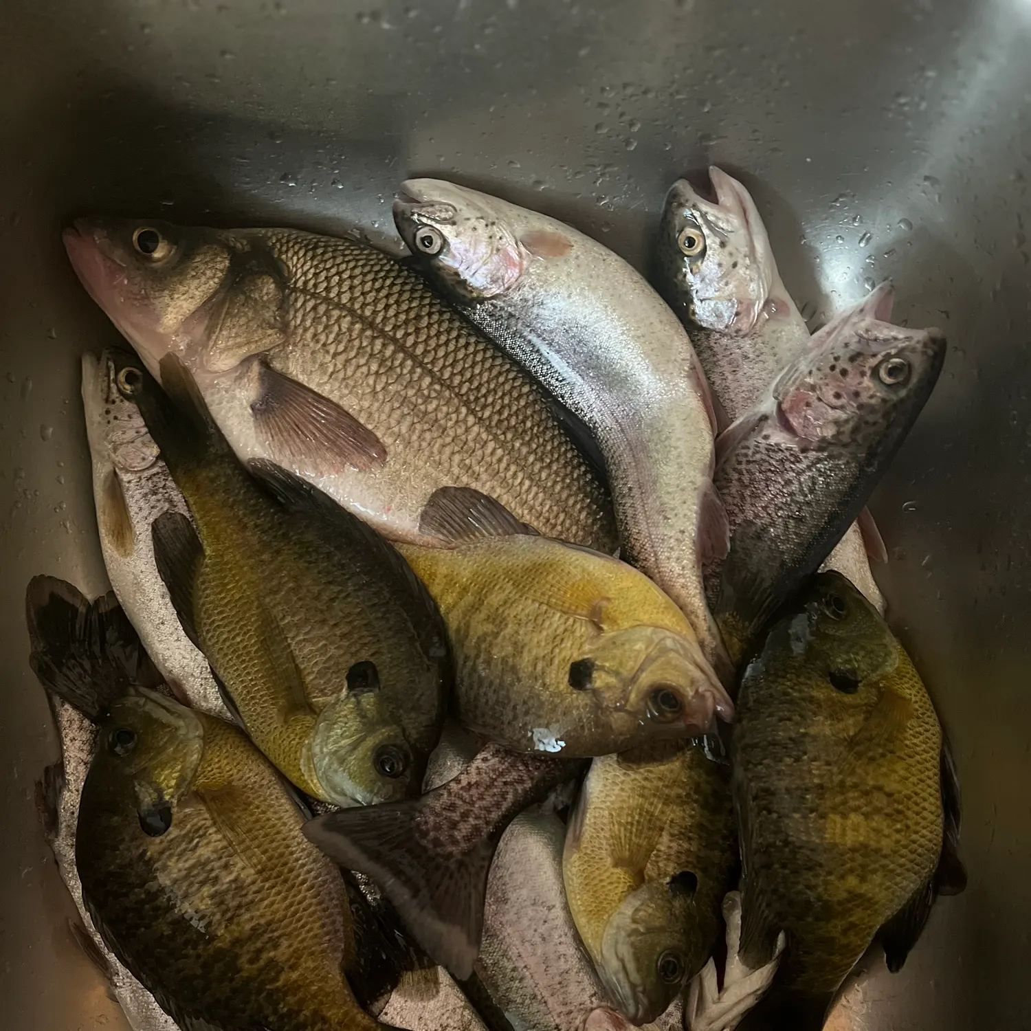 recently logged catches