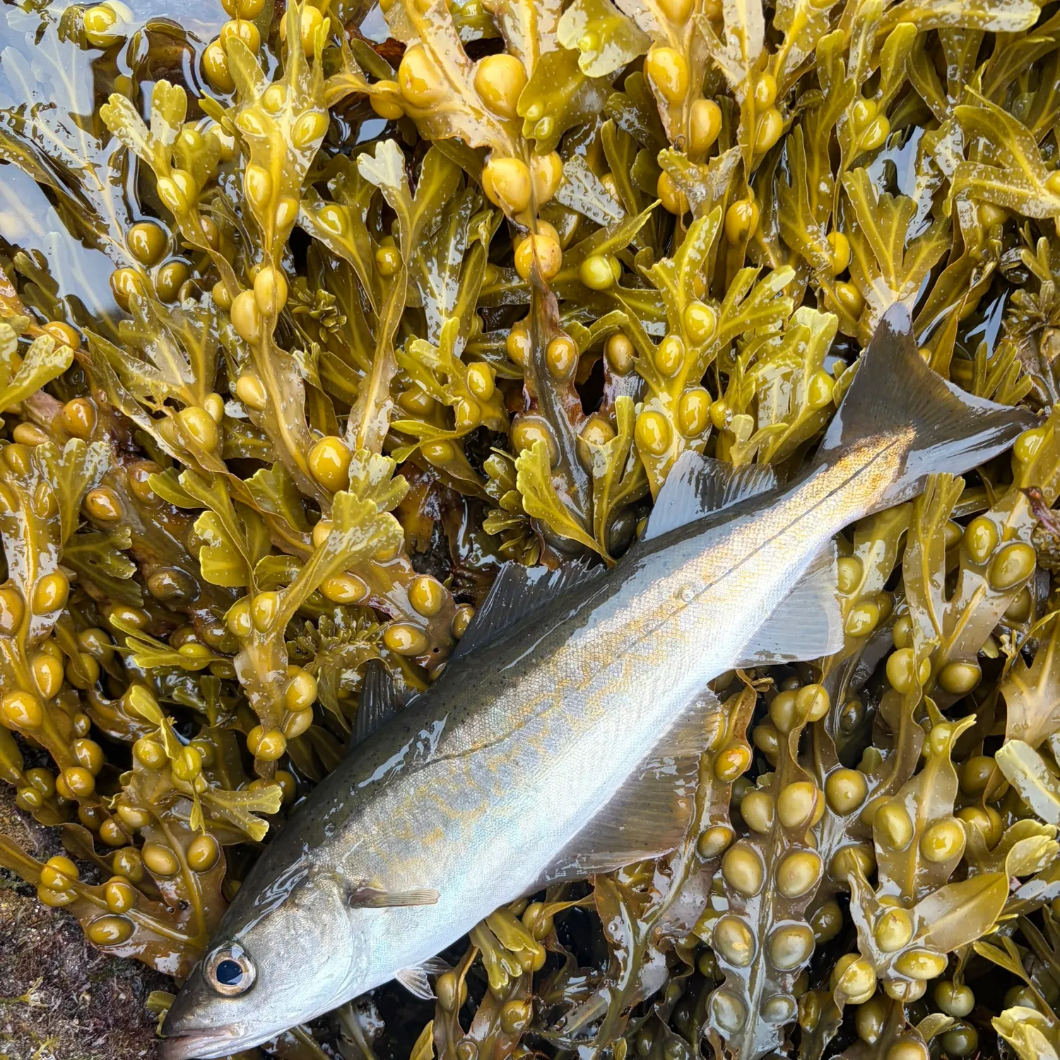 Pollack caught on Fishbrain
