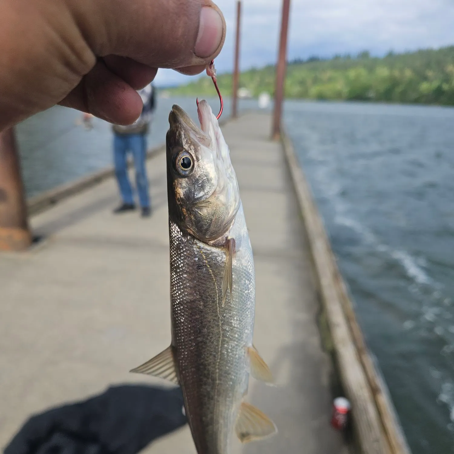 The most recent Northern pikeminnow catches on Fishbrain