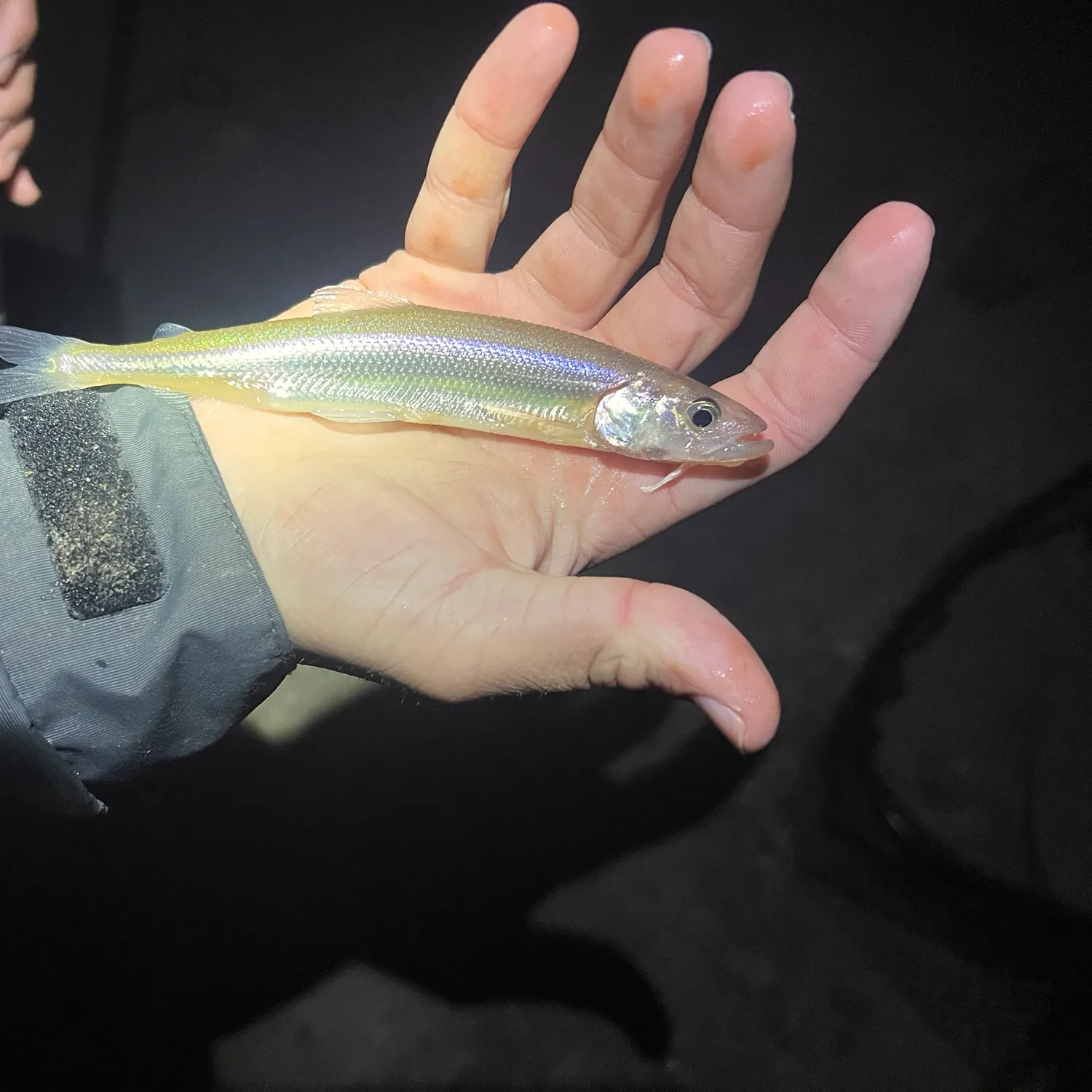 The most recent Atlantic rainbow smelt catches on Fishbrain