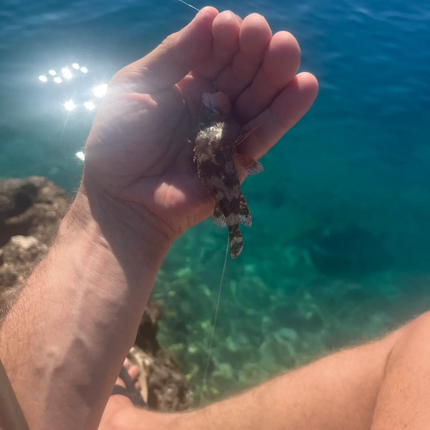 The most recent Scorpaena neglecta catches on Fishbrain