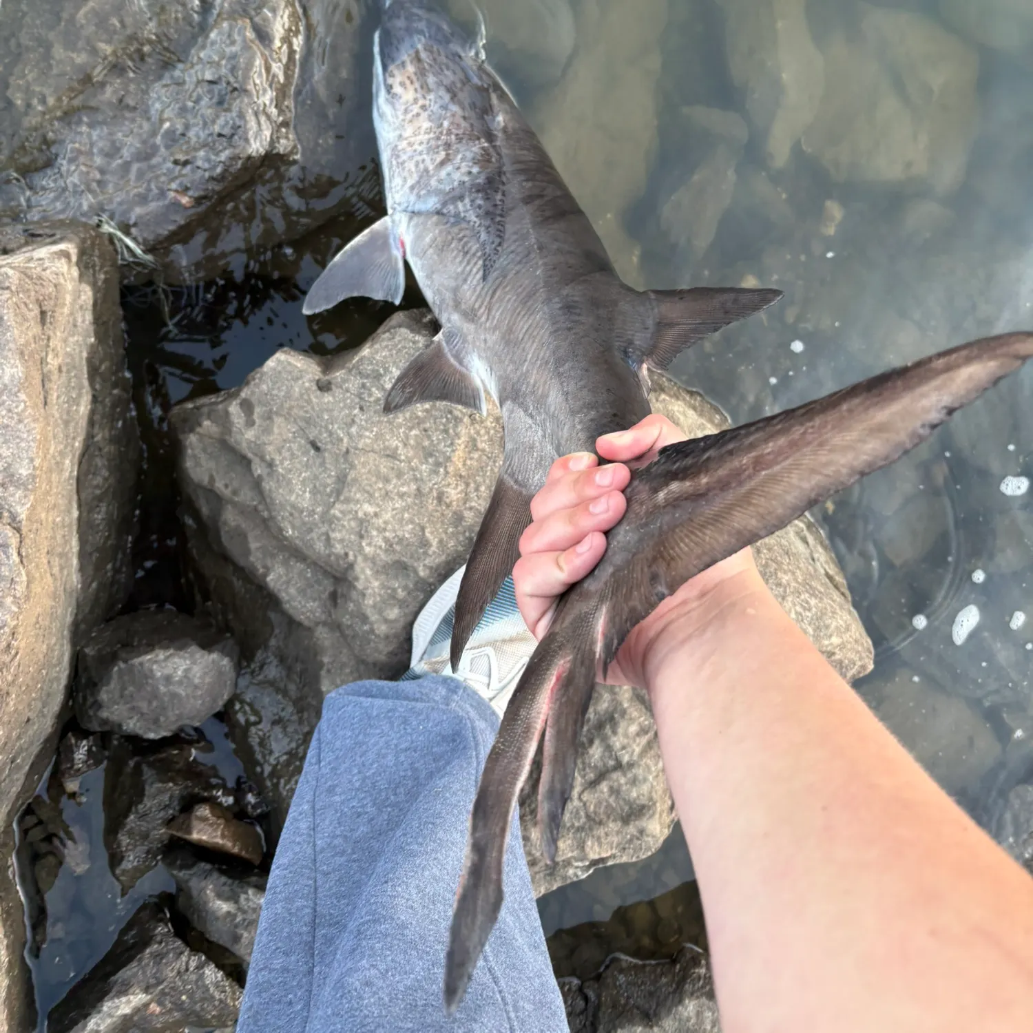 The most recent Paddlefish catches on Fishbrain
