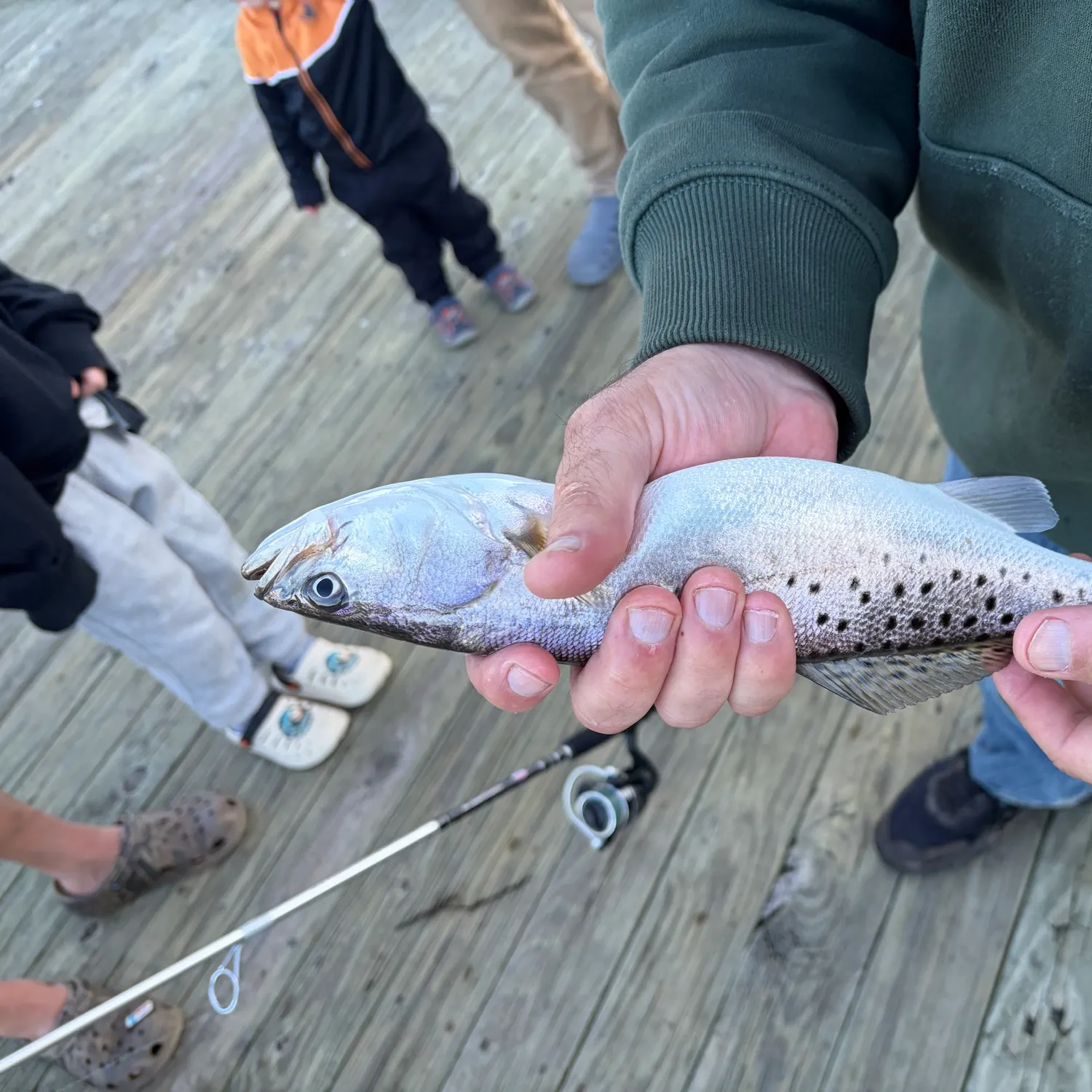 Spotted seatrout caught on Fishbrain