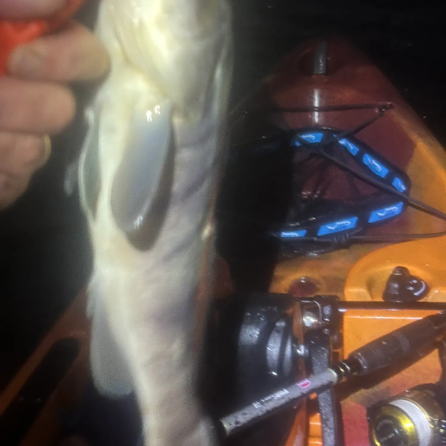 Barred sand bass caught on Fishbrain