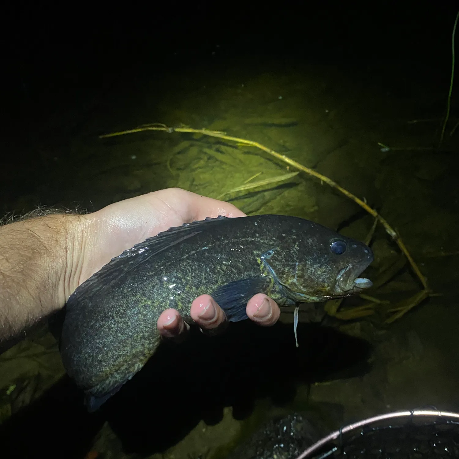 The most recent River blackfish catches on Fishbrain