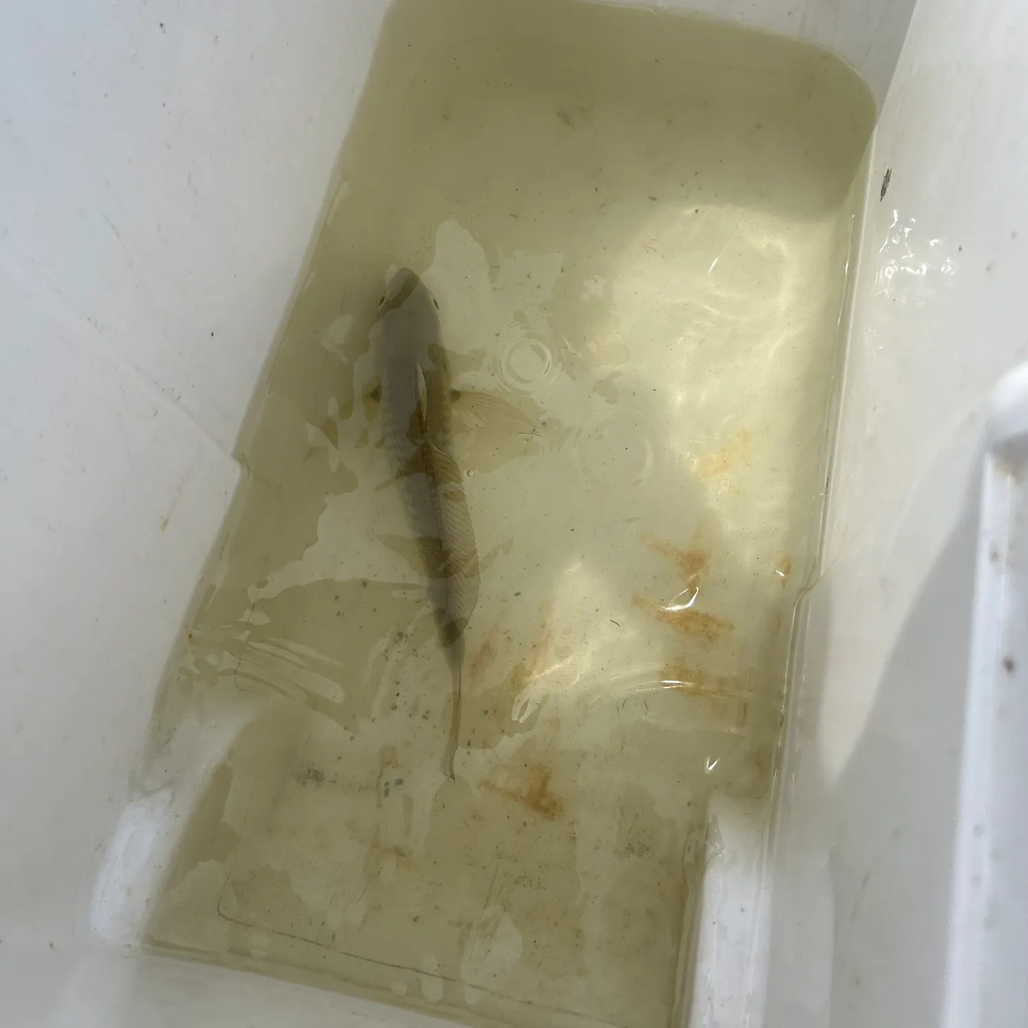 The most recent Spotfin croaker catches on Fishbrain