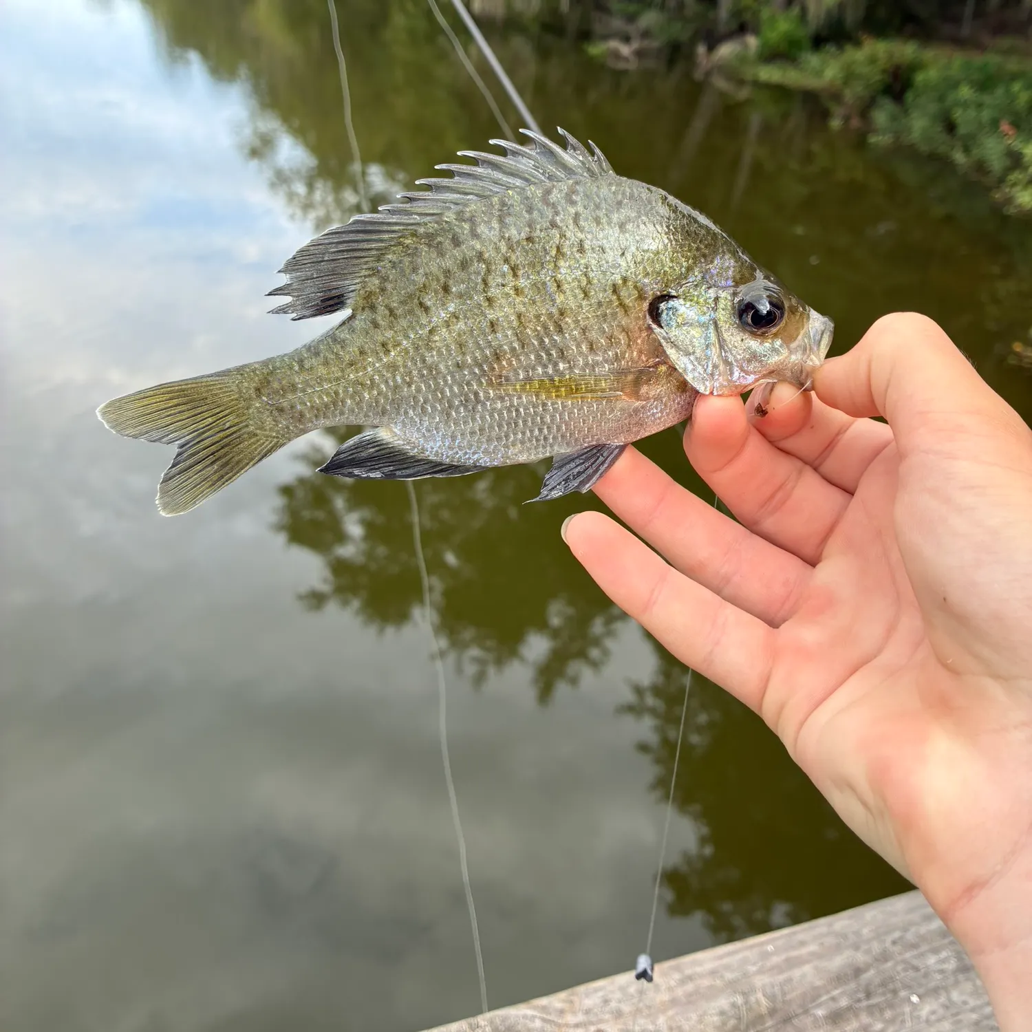 Bluegill caught on Fishbrain
