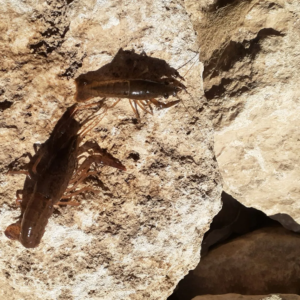 The most recent Red swamp crayfish catches on Fishbrain