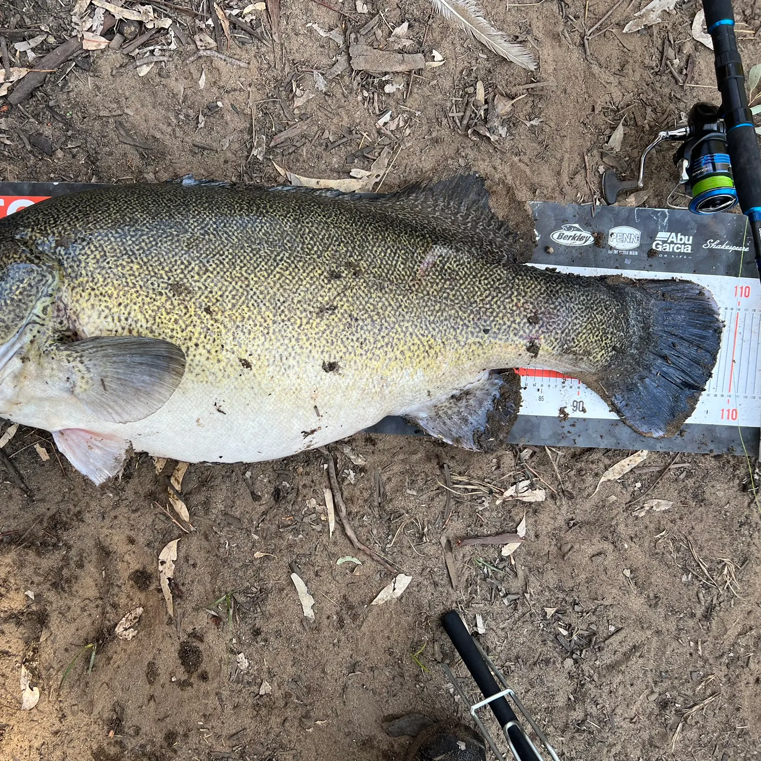 The most popular recent Murray cod catch on Fishbrain