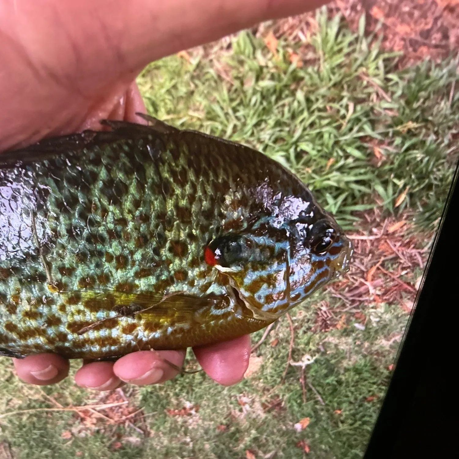 Pumpkinseed caught on Fishbrain