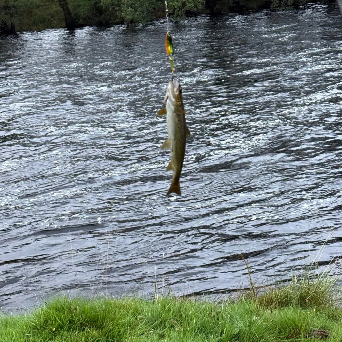Lake trout caught on Fishbrain