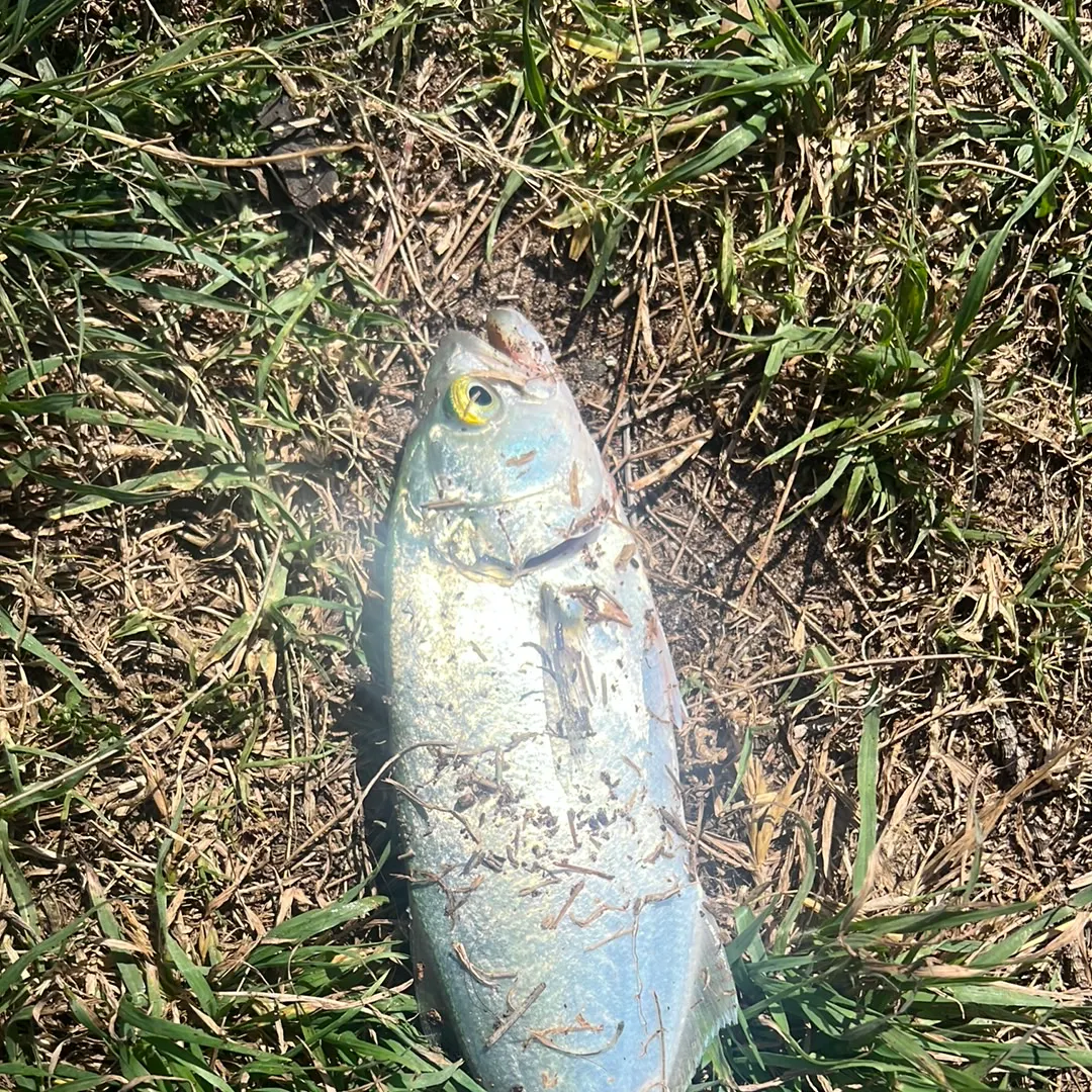 Bluefish caught on Fishbrain