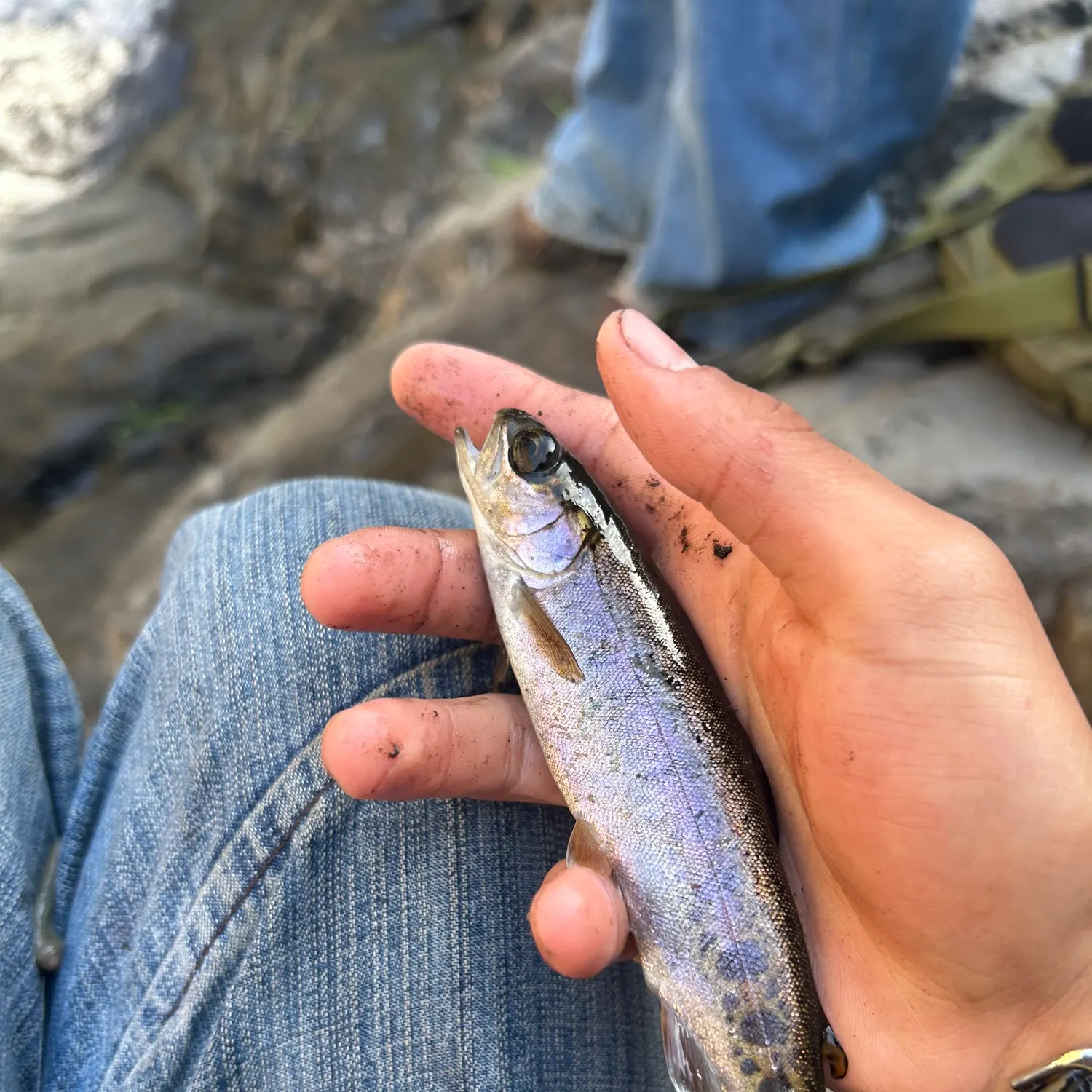 Rainbow trout caught on Fishbrain