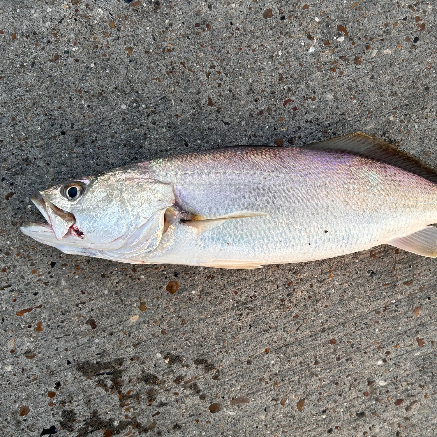The most recent Sand seatrout catches on Fishbrain