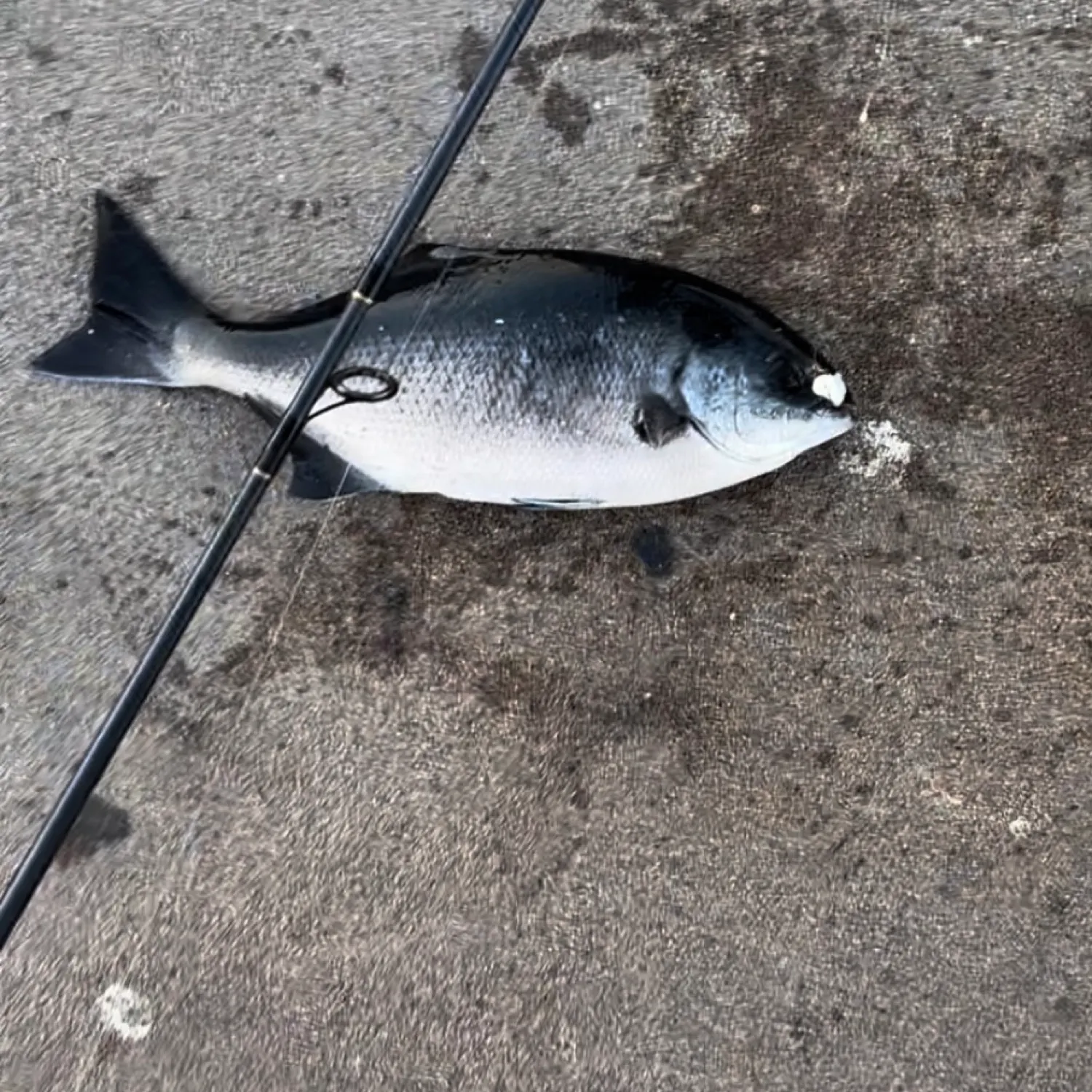 The most recent Halfmoon catches on Fishbrain