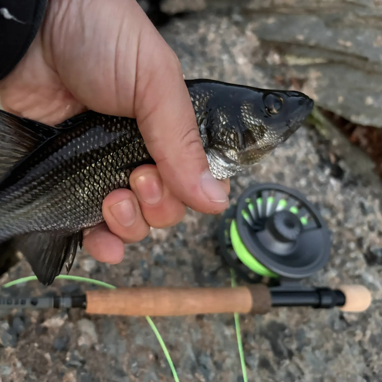 White perch caught on Fishbrain