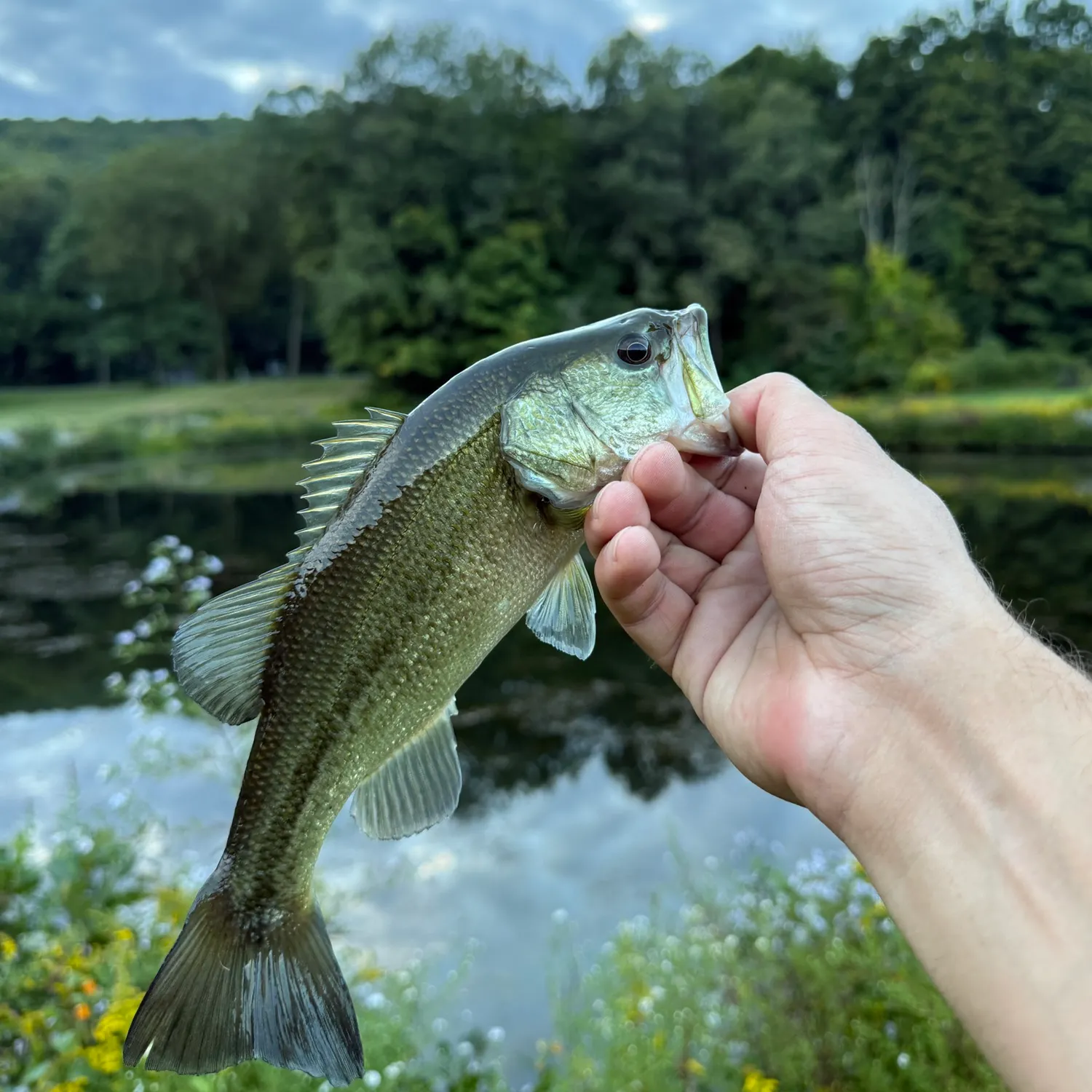 Largemouth bass caught on Fishbrain