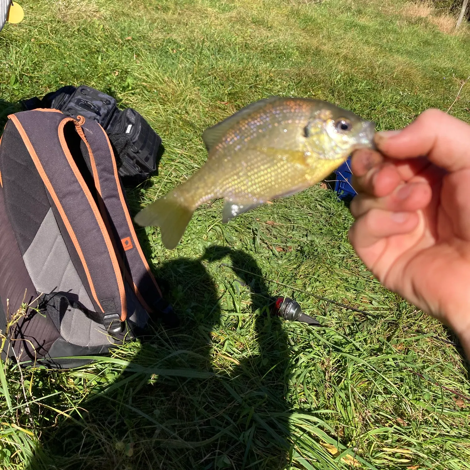 Bluegill caught on Fishbrain