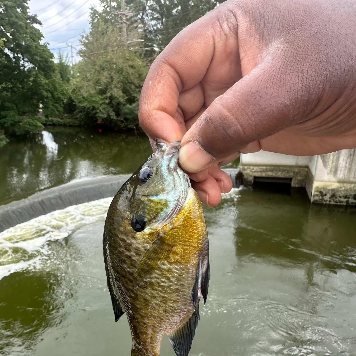 Bluegill caught on Fishbrain