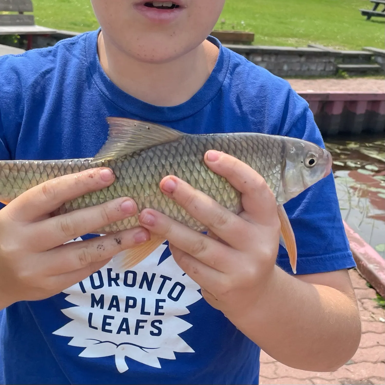 Shorthead redhorse caught on Fishbrain