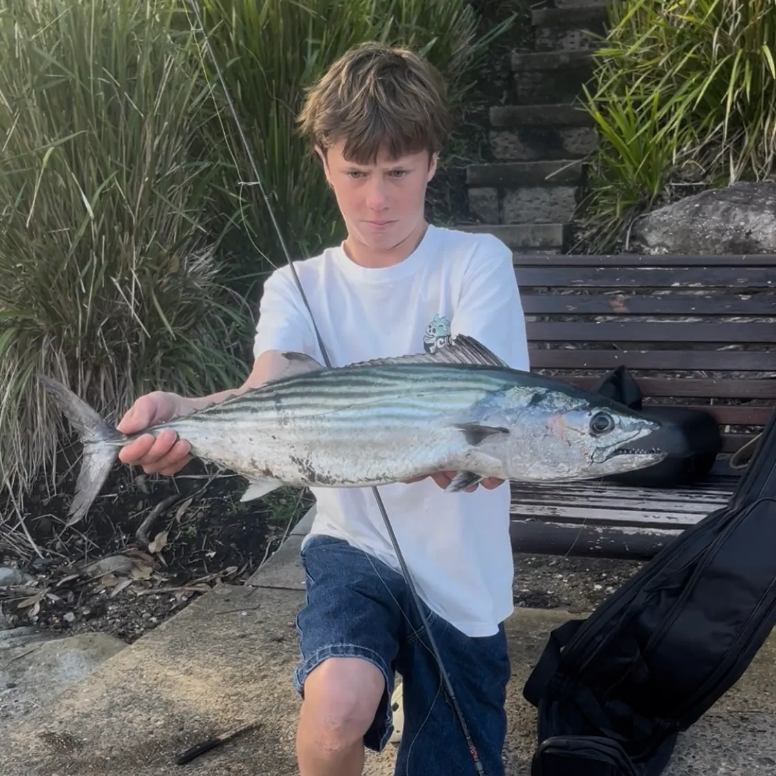 The most recent Australian bonito catches on Fishbrain