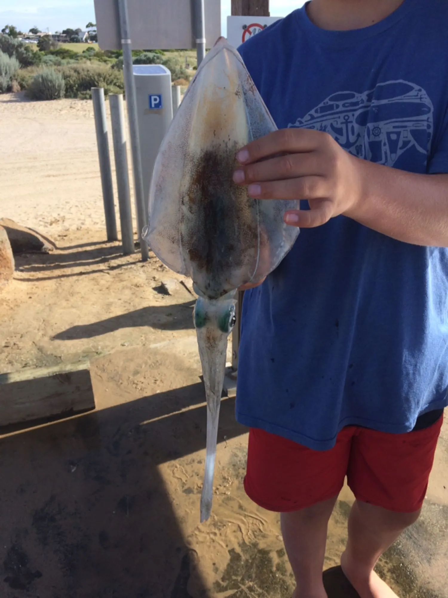 Post image from Aussie.fish