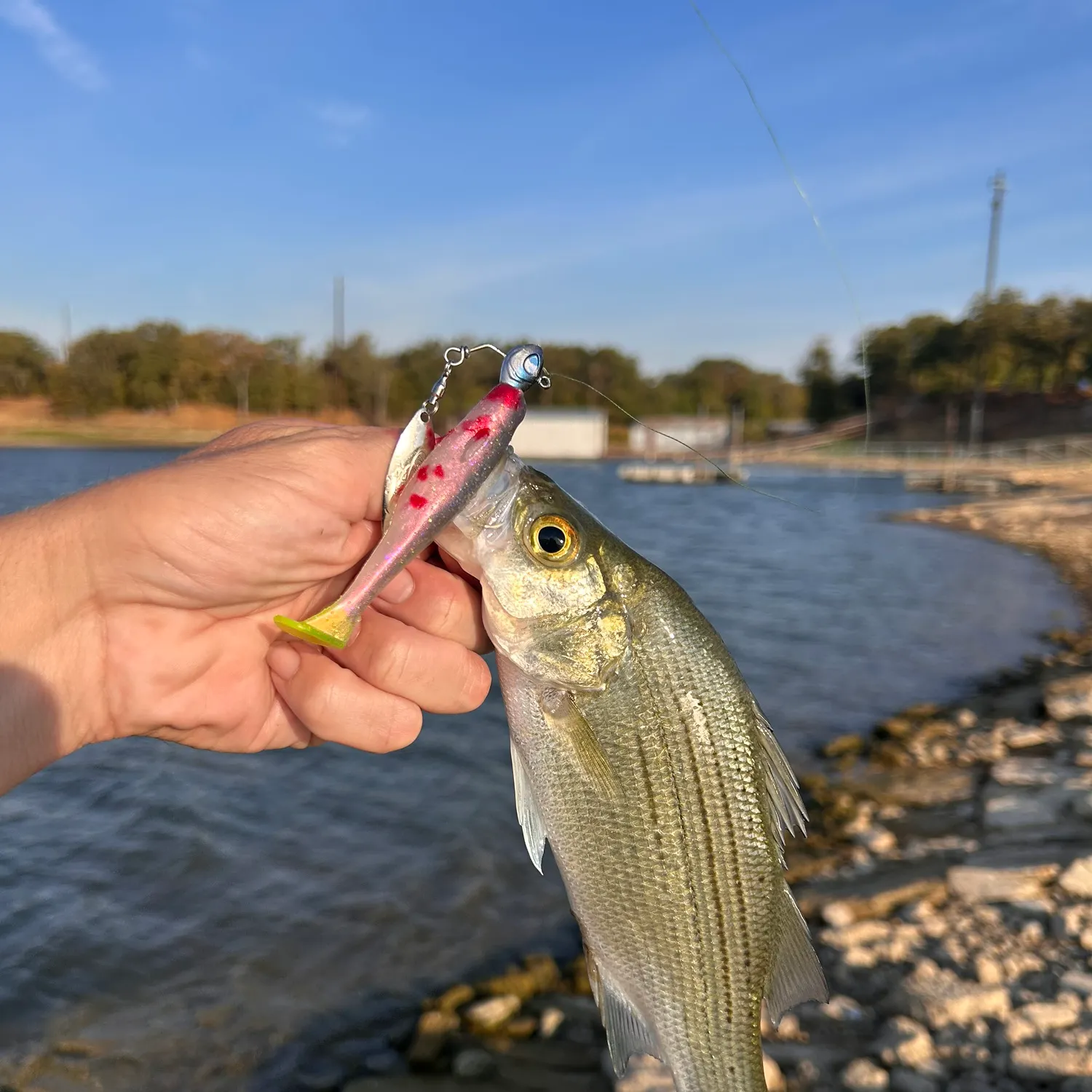 White bass caught on Fishbrain