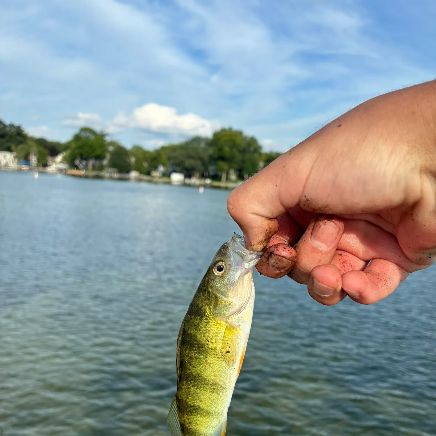Yellow perch caught on Fishbrain