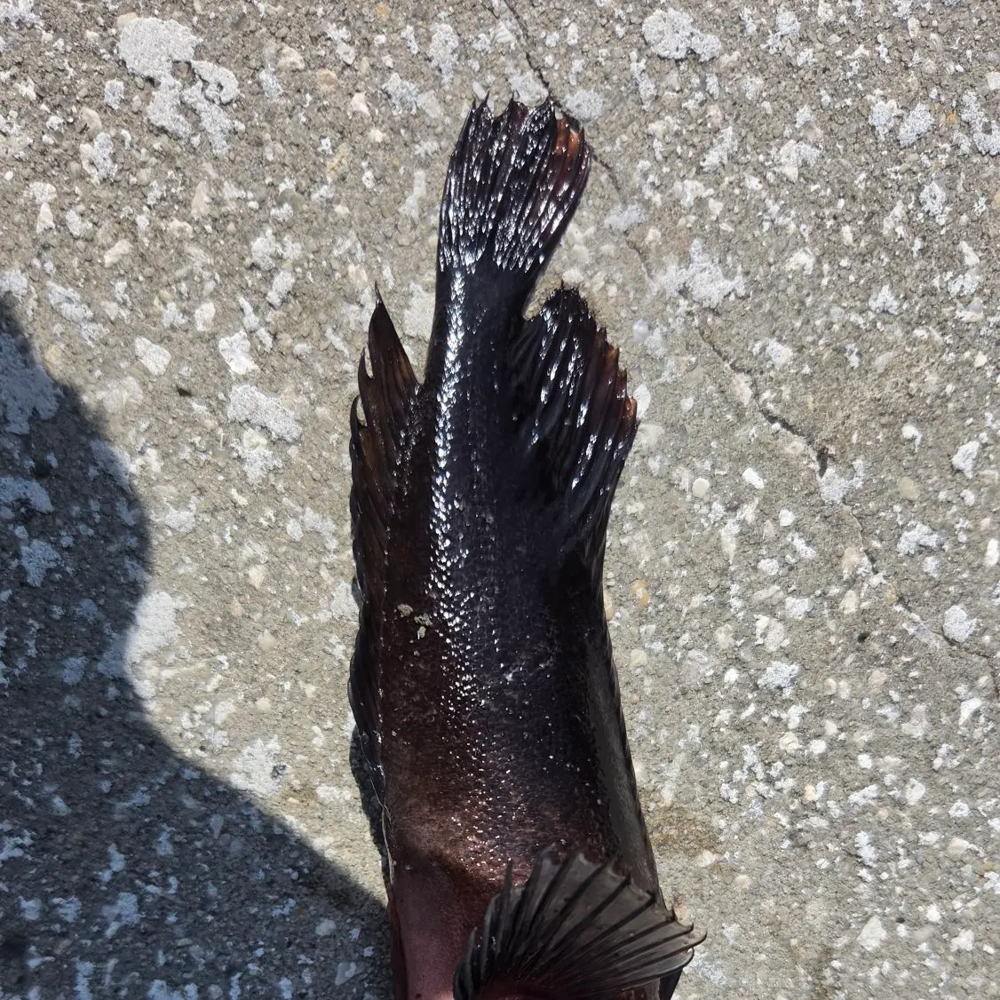 The most recent Hairy blenny catches on Fishbrain
