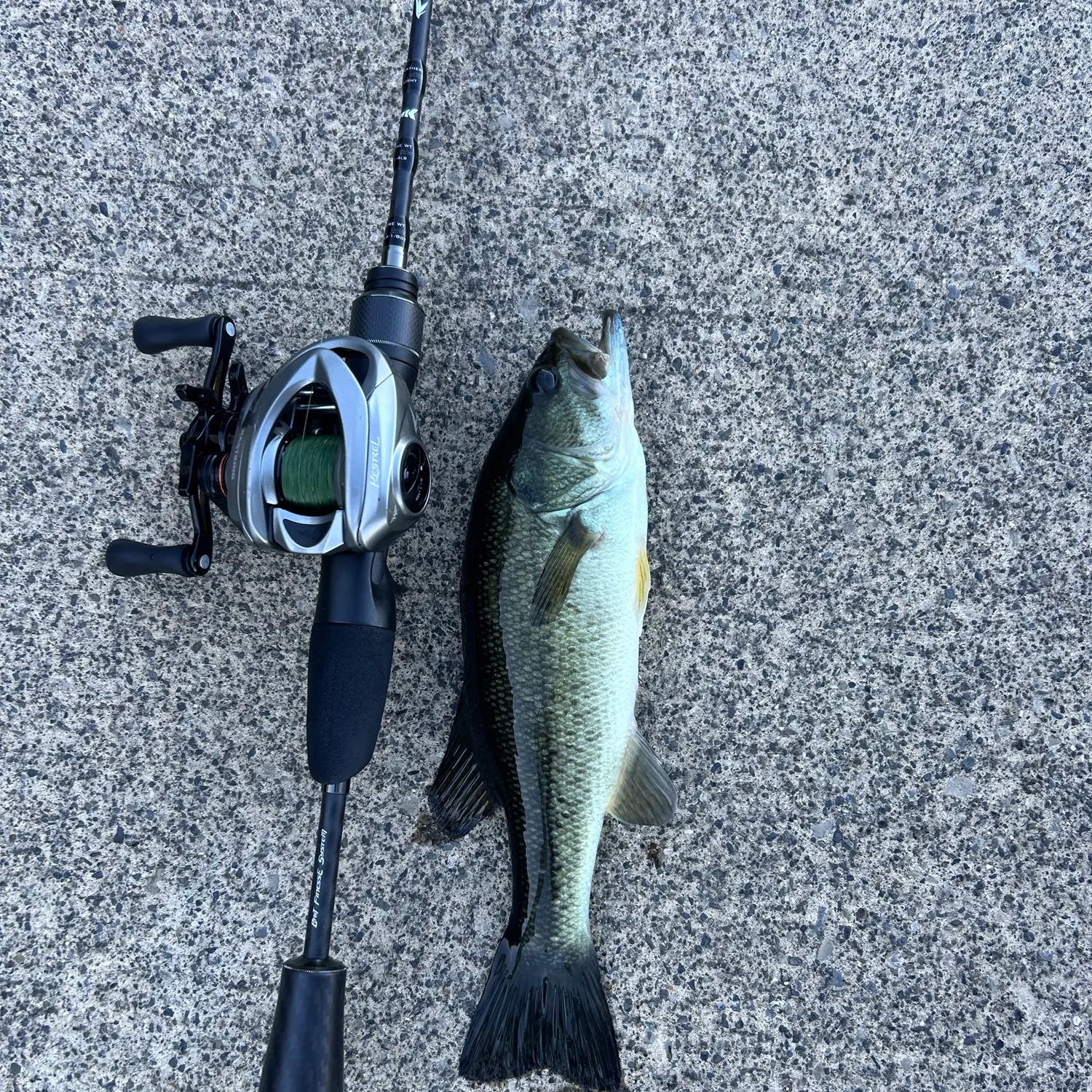 Largemouth bass caught on Fishbrain
