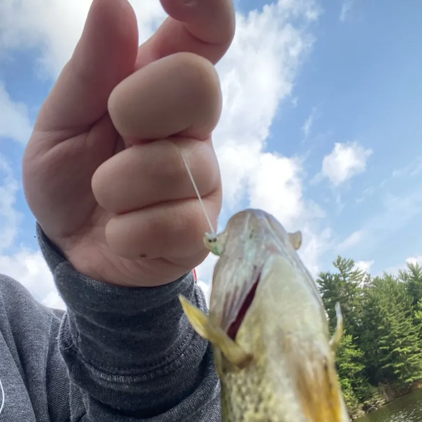 The most recent Rock bass catches on Fishbrain