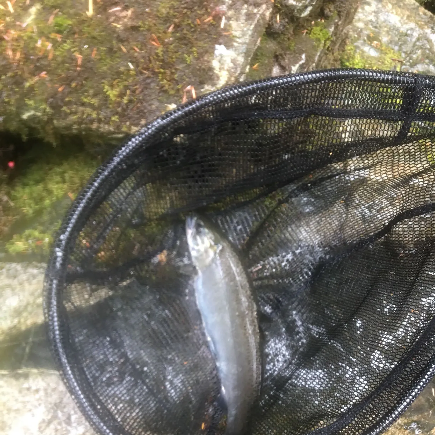 Coho salmon caught on Fishbrain