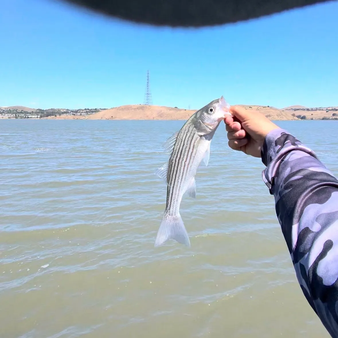 Striped bass caught on Fishbrain