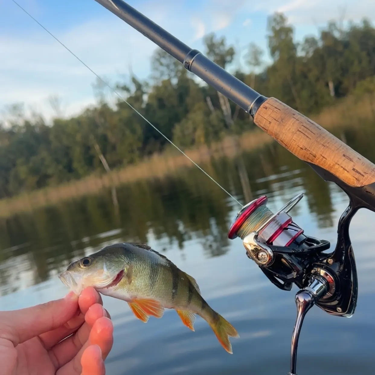 European perch caught on Fishbrain