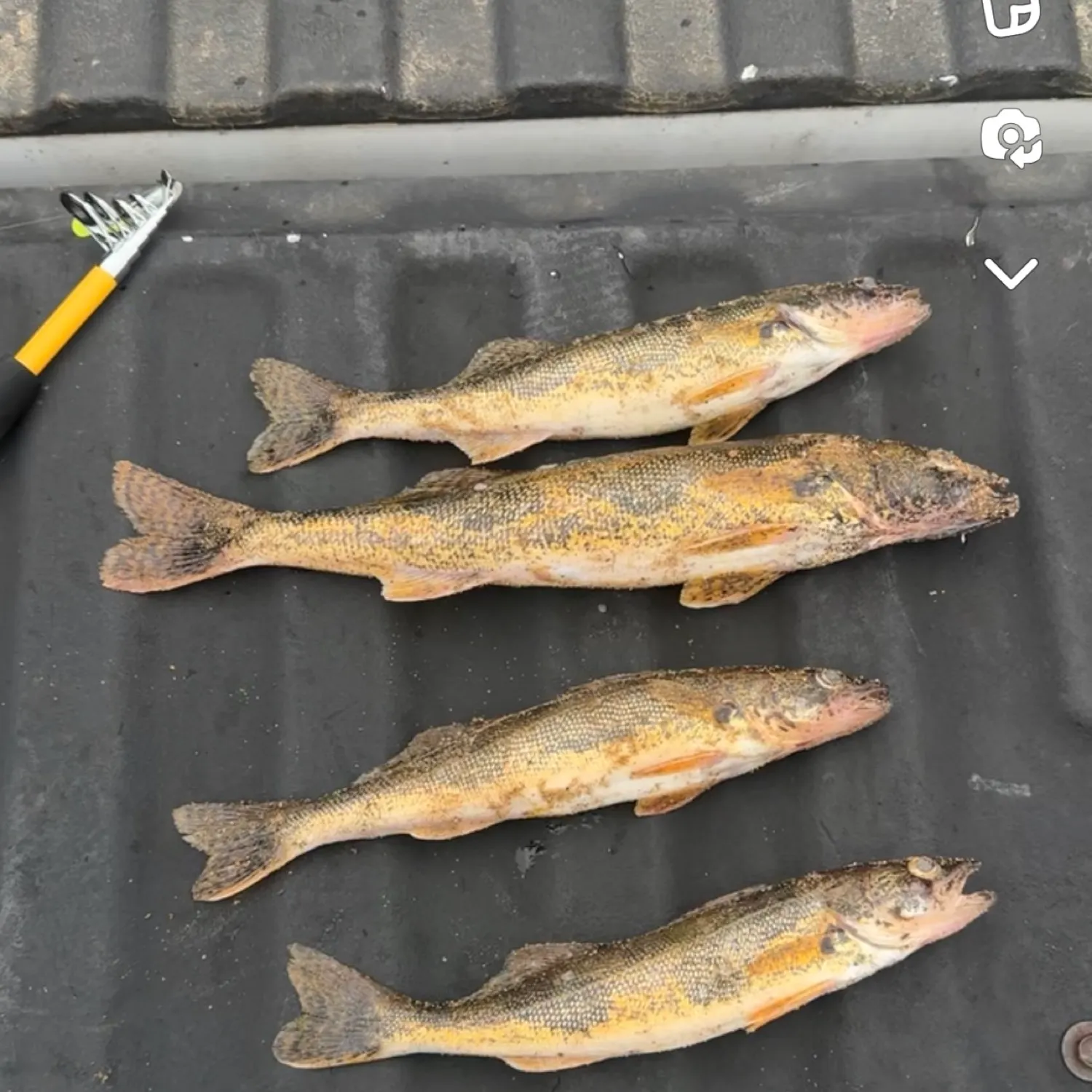 recently logged catches