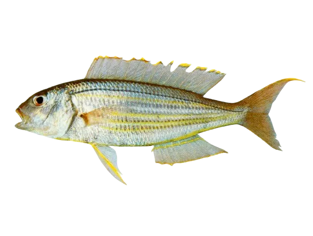 Fivelined threadfin bream